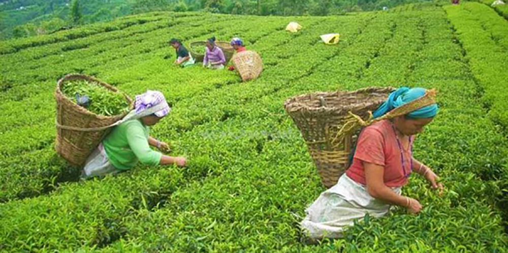 भारतको अवरोधले चिया निर्यातमा देखिएका समस्या समाधान गर्न सरकारले बनायो कार्यदल
